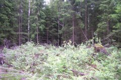 3OEQQUGJTPHGEU29_3PM2F718I7SU5TGG_____resize_s_800_0